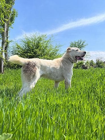 сколько стоит аксолотль: Алабай, 2 года, Самец — 4