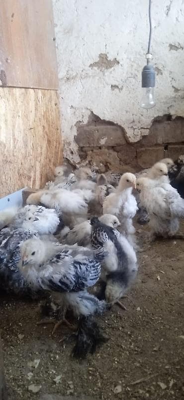 сибрайт шамуа карлик брама: Продаю | Цыплята | Полубрама, Бройлерная, Бойцовая | Для разведения — 5