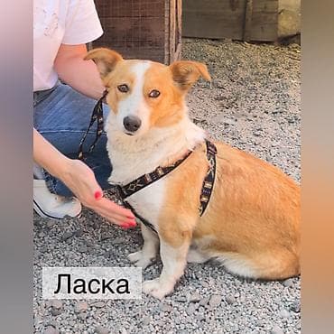 Собака даром: Корги, 1 год, Самка, С прививкой