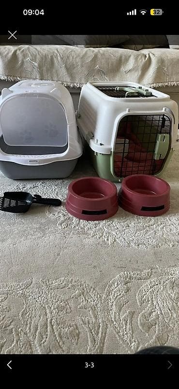 отдам животных в хорошие руки: Кот британского типа (шотландская/британская линия), окрас биколор — 4