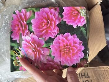 гулдор роза: Продаю луковицы Лилии, Каллы, Глодиолус, Пионы и Георгины декоративные — 1