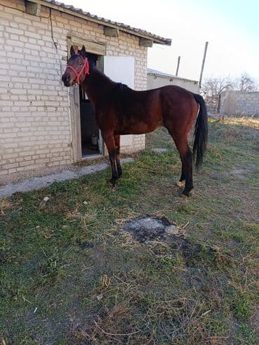 купить собаку для охоты: Продаю | Жеребенок | Рабочий — 7