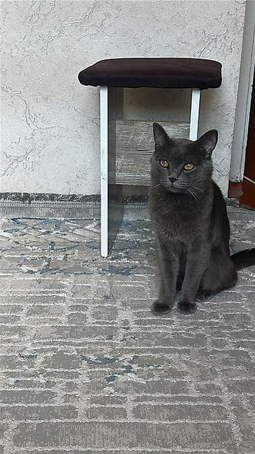 scottish fold: Кот домашний, короткошёрстный, окраса «дымчатый серый». - Возраст: на — 1