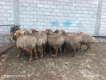 породистые собаки ищут дом: Продаю | Баран (самец) | Для разведения | Племенные — 2