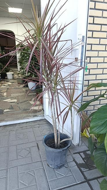 офисный стол бу: Комнатные растения в горшках 1) Спатифиллум (Spathiphyllum) — крупный — 4