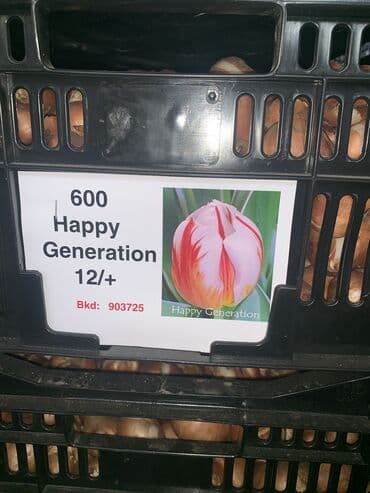 тюльпан оптом бишкек: Принимаем заказы на луковицу тюльпана, гиацинта, крокуса — 16