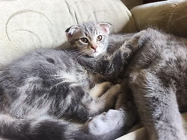 кошка продаётся: Скотиш Фолд (Шотландская вислоухая), 2 месяца, Мальчик, Серый — 6