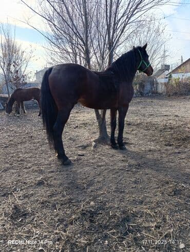 серебристая шиншилла: Продаю | Жеребец | Рабочий | Племенные — 7