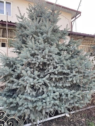 Садовая мебель: Саженцы деревьев: Ели, Самовывоз — 2