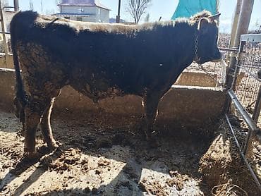 куры на мясо: Продаю | Бык (самец) | На откорм | Племенные — 3