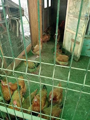 домашный куры: Продаю | Куры | Домашняя | Несушки — 5