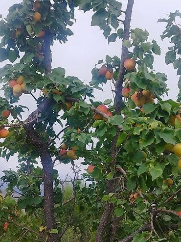 вагон сатам: 47 соток, Айыл чарба үчүн — 2