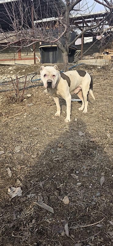 купить щенка русского спаниеля: Американский бульдог, кобель, белый с крупными темными пятнами на — 6