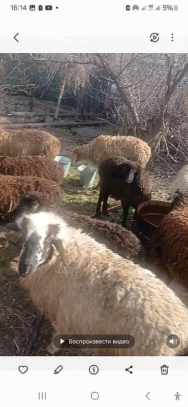 кунан ат: Продаю | Овца (самка) | Для разведения | Ярка — 3