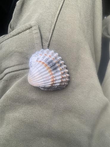 принадлежности для аквариума: Морская раковина-коллекторская - Натуральная раковина с выраженными — 1