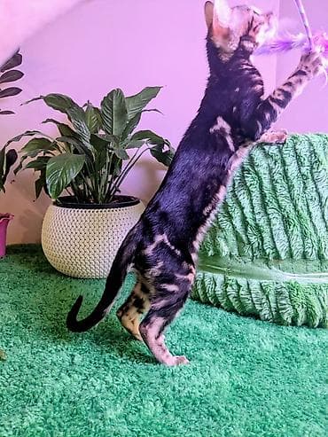 серые котики: Бенгальская, 3 месяца, Мальчик, Черный, Приучена к лотку, Проглистована, С документами — 2