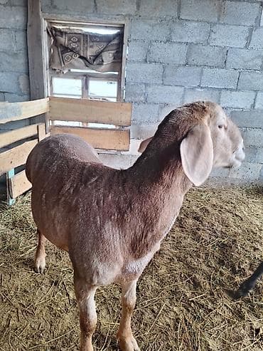 кошка мышык: Сатам | Кочкор (эркек) | Көбөйтүү үчүн | Асыл тукумдуу — 7