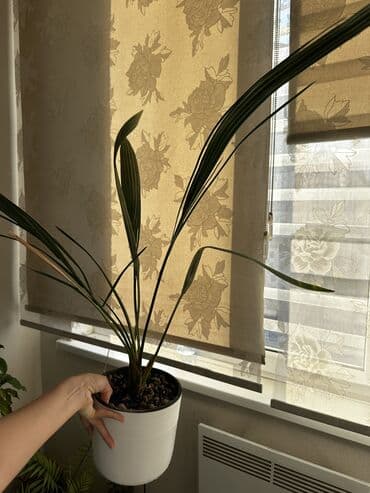 электроножница садовые: Цветы!!! Продаются цветы : живое дерево фикус — 8