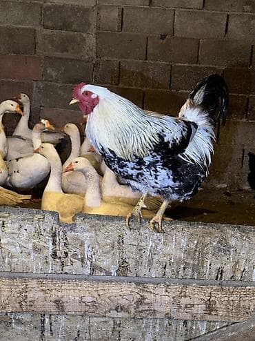 жаны асый: Сатам | Тооктор, Короздор | Жарым брама, Үй, Кучинская | Союуга, Көбөйтүү үчүн, Жумуртка туудуруу үчүн — 9