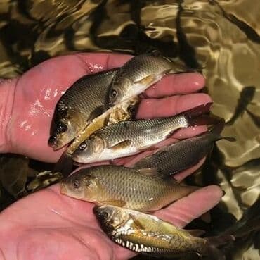 животные ош: Недоросток подростки толстолоб амур сазан есть доставка спринтер -зил — 3