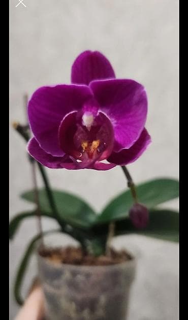 цены орхидеи: Орхидея фаленопсис в горшке - Окраска цветов: насыщенно‑фиолетовая, с — 2