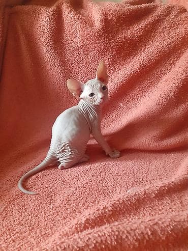 кошки сфинкс цена: Котята канадского сфинкса — 2