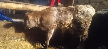 жеа беде: Бычок — 5