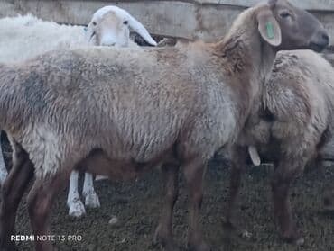 щенки охотничьих собак: Продаю | Баран (самец) | Для разведения | Племенные — 1