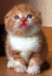 шотландская кошка скоттиш страйт: Скотиш Фолд (Шотландская вислоухая), 2 месяца, Девочка, Приучена к лотку — 2