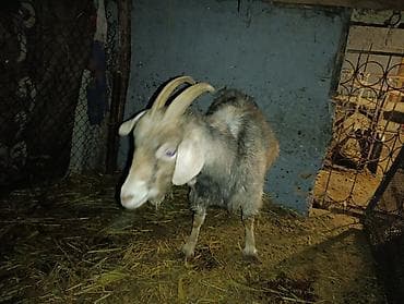 Продаю | Коза (самка) | Полукровка | На забой, Для разведения