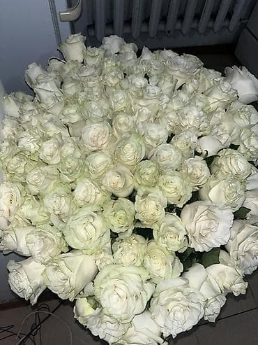 Ёлки: Букет белых роз - Состав: крупные бутоны белых роз в одном массивном — 3