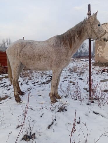 ош мышык: Сатам | Бээ (ургаачы) | Жумушка — 4