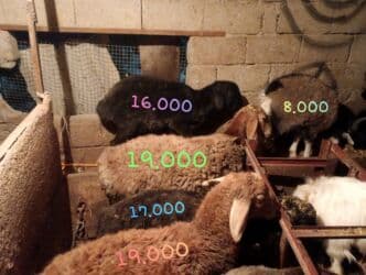 дом для кур: Продам баранов 5 и 2 коз откормленные на мясо мощные от 16.000 до — 1