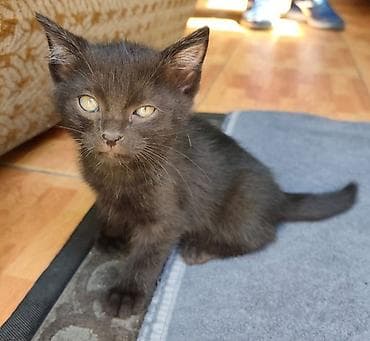милая кошка: Кошка даром: Беспородная, 2 месяца, Девочка, Приучена к лотку — 3