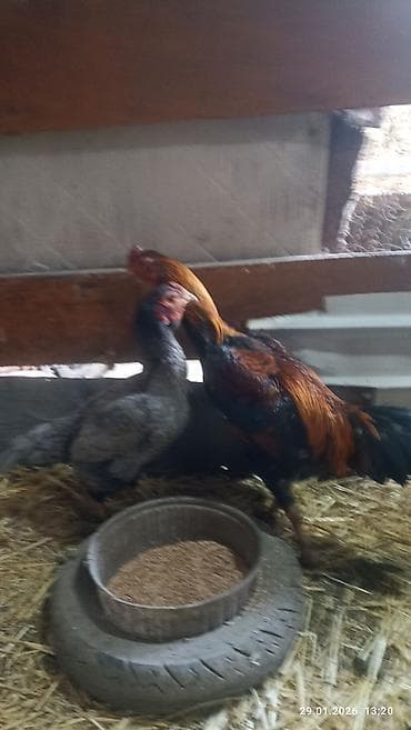 купить яйцо бройлера для инкубации: Продаю петуха дакан около года где-то. активный . цена 1800 сом — 3