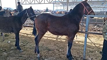 Продаю | Конь (самец), Жеребенок | Для разведения, Конный спорт