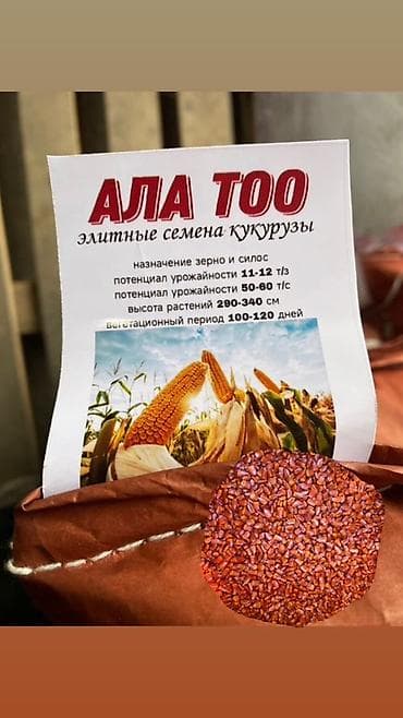 кукуруза зерно: Жугору уруктар,Ала -тоо МанасБудан Чыгышына кепилдик бар :Бишкек — 1
