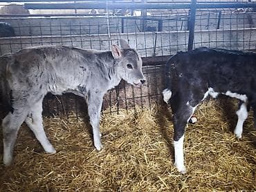 кролик мини лоп: Продаю | Тёлка | Голштин, Швицкая | На откорм, Для разведения, Для молока | Искусственник — 8