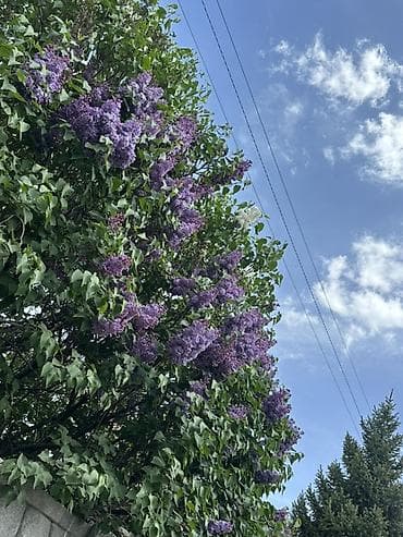 Продам сирень