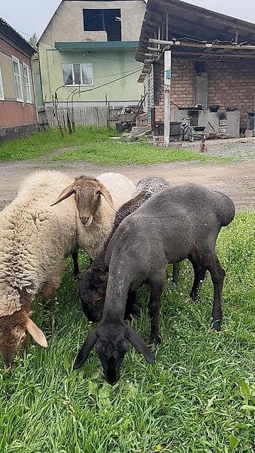 продам голубей: Продаю | Ягненок | Для разведения — 8