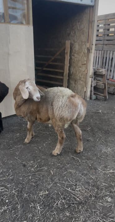 коза самка: Продаю | Бык (самец) | Для разведения | Племенные — 4