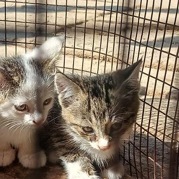бенгал кошка цена: Котята, короткошёрстные, полосато-белой окраски (табби с белым) — 1