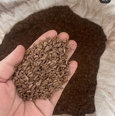 эйвон бишкек: Узгенский рис - Сорт: узгенский (киргизский ароматный рис — 2