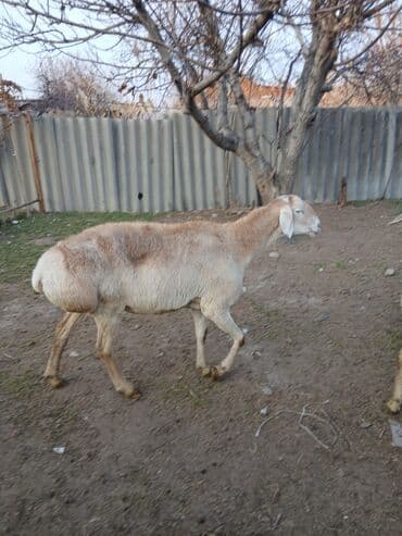 коровы молочной породы купить: Продаю | Овца (самка), Ягненок, Баран (самец) | Для разведения — 23