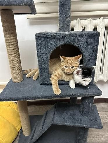 Продажа кошек: Продается кошки🐱🐱 Очень красивые,ласковые и домашние Ищем для них — 2