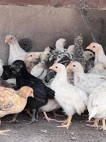 аары ящик: Сатам | Балапандар | Үй, Леггорн | Союуга — 7