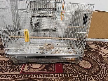 сеамская кошка: Корелла (нимфа) с клеткой и аксессуарами - Порода: корелла (нимфа) — 1