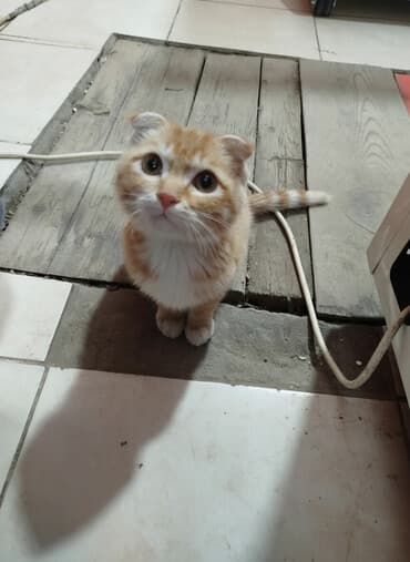 отдам даром шотландского вислоухого котенка: Рыжий котёнок с короткими загнутыми ушками (тип скоттиш-фолд) — 1