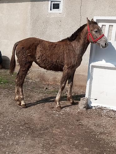 Продаю | Жеребенок | Для разведения