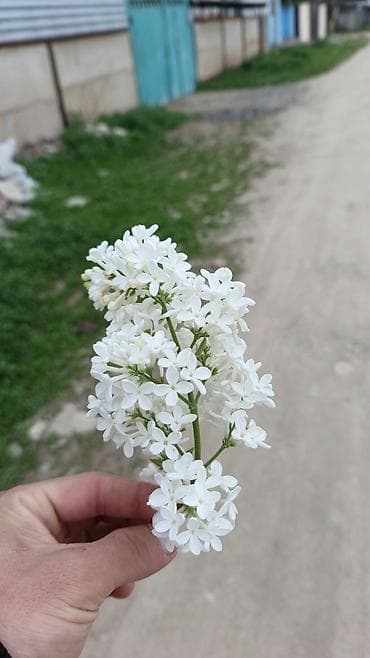 Ищу хорошую квартиру с условиями цена от 15-20 тысяч о себе не имею